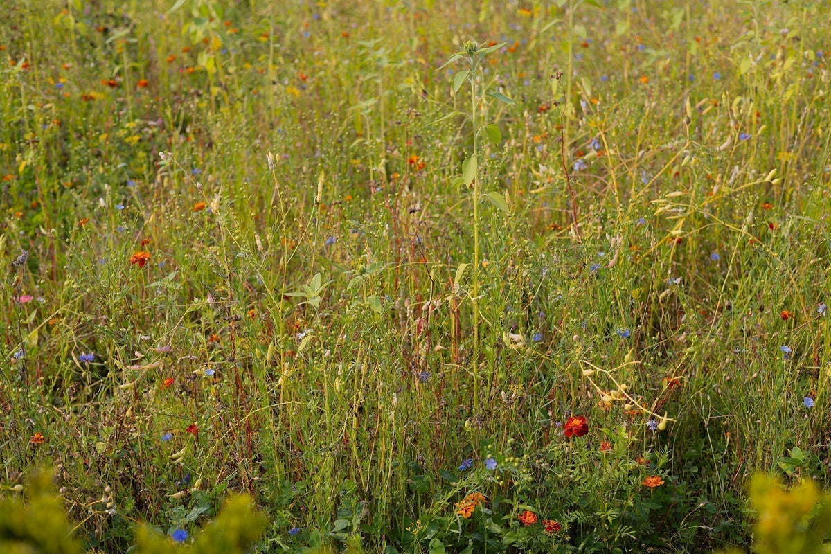 Spring at Venner
