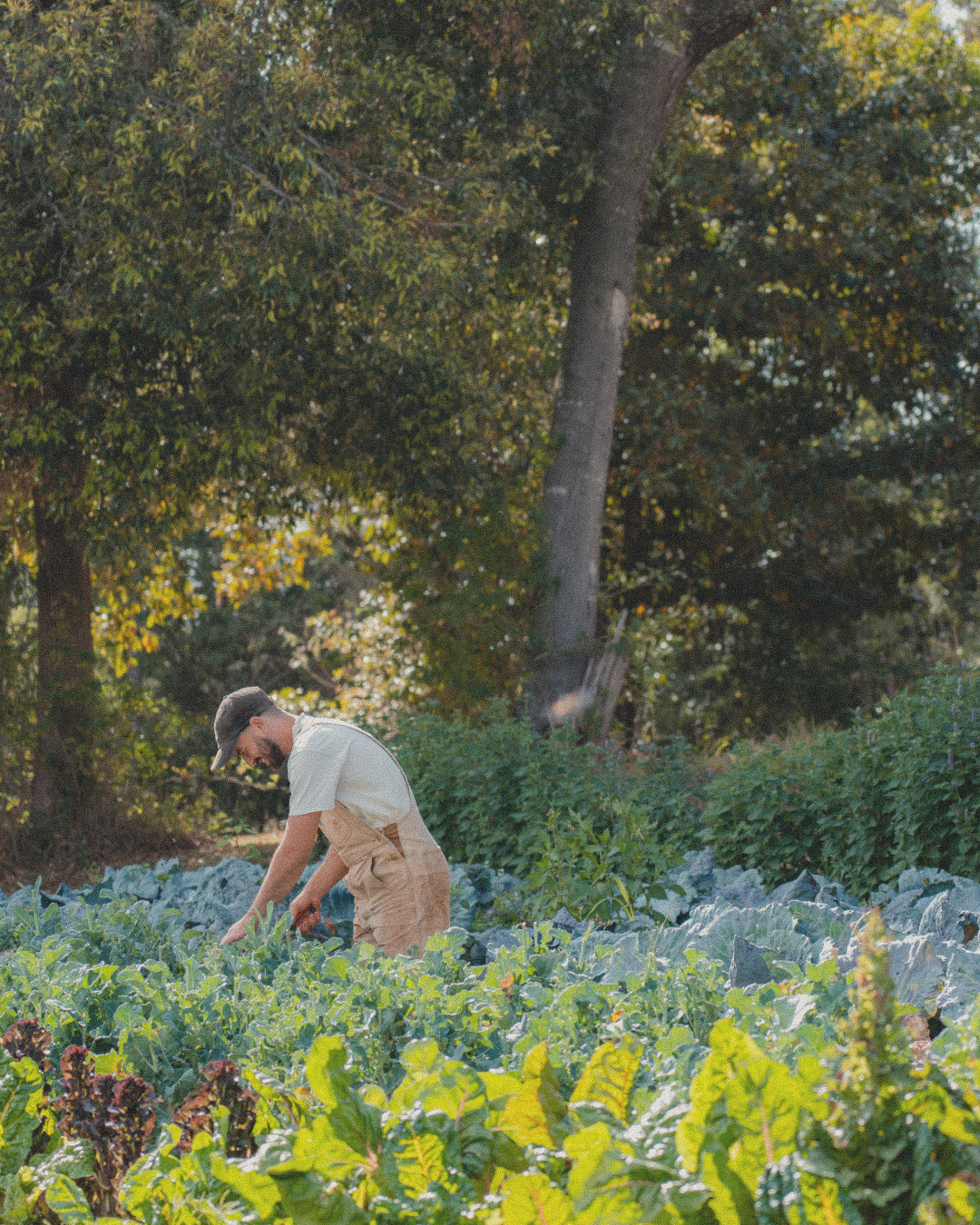 Winter Harvest at Venner