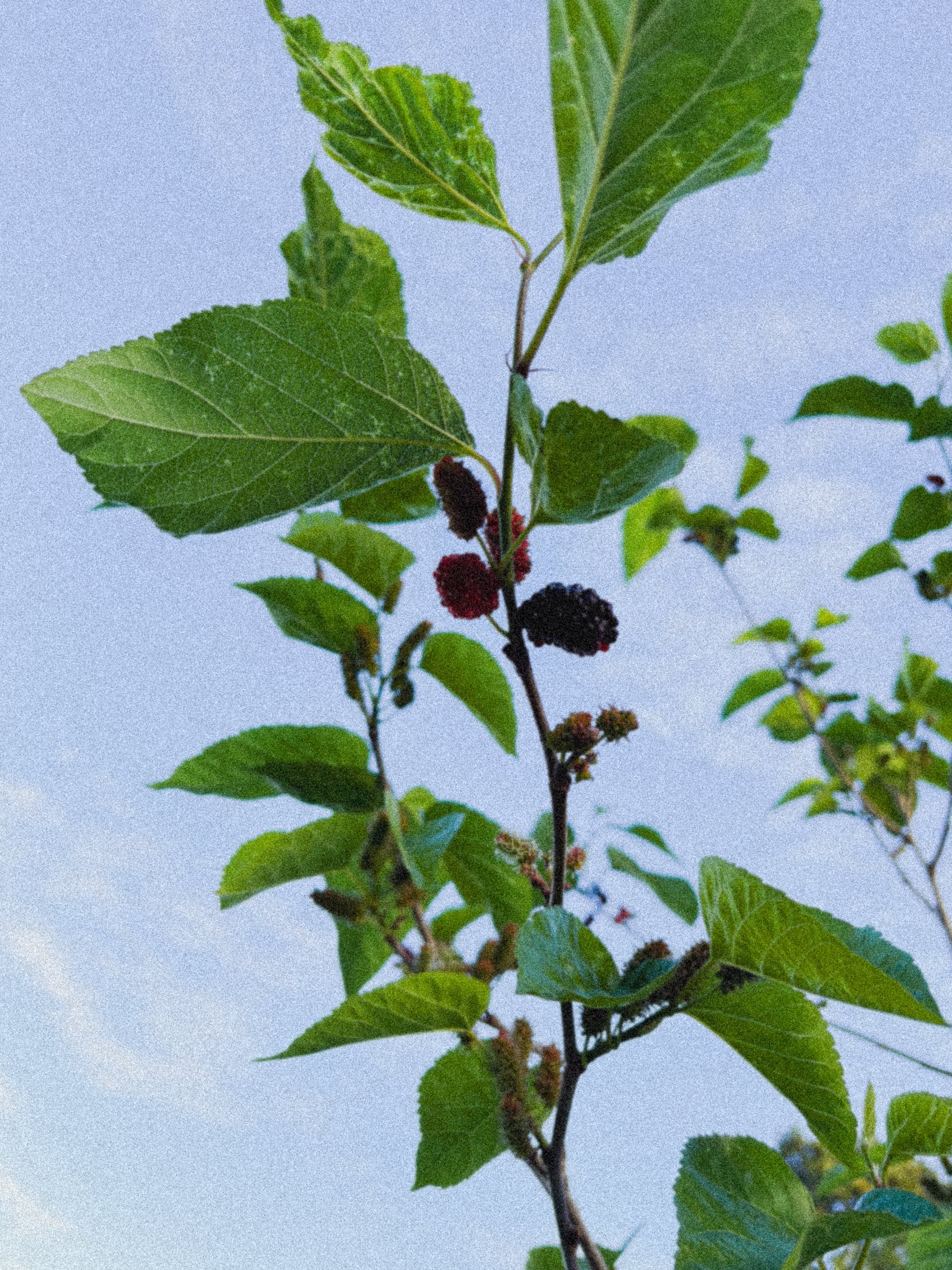 From the Garden